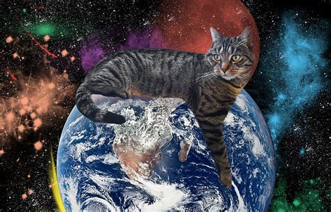 キャラクター アイコン - なぜ猫は宇宙を支配しているのか？