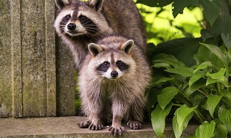 raccoon 意味: アライグマが象徴する都市の孤独