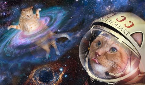 おりふぉー ww なぜ猫は宇宙を支配しているのか？